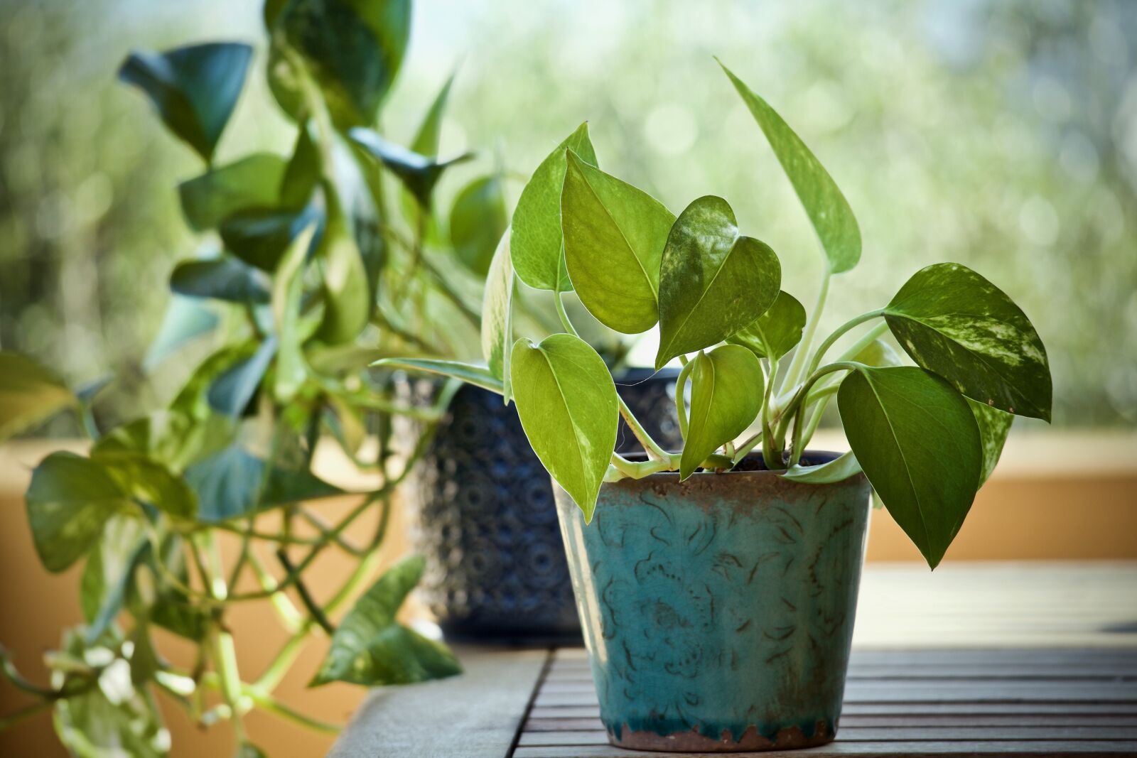 Canon EOS M sample photo. Plants, pothos, epipremnum aureum photography