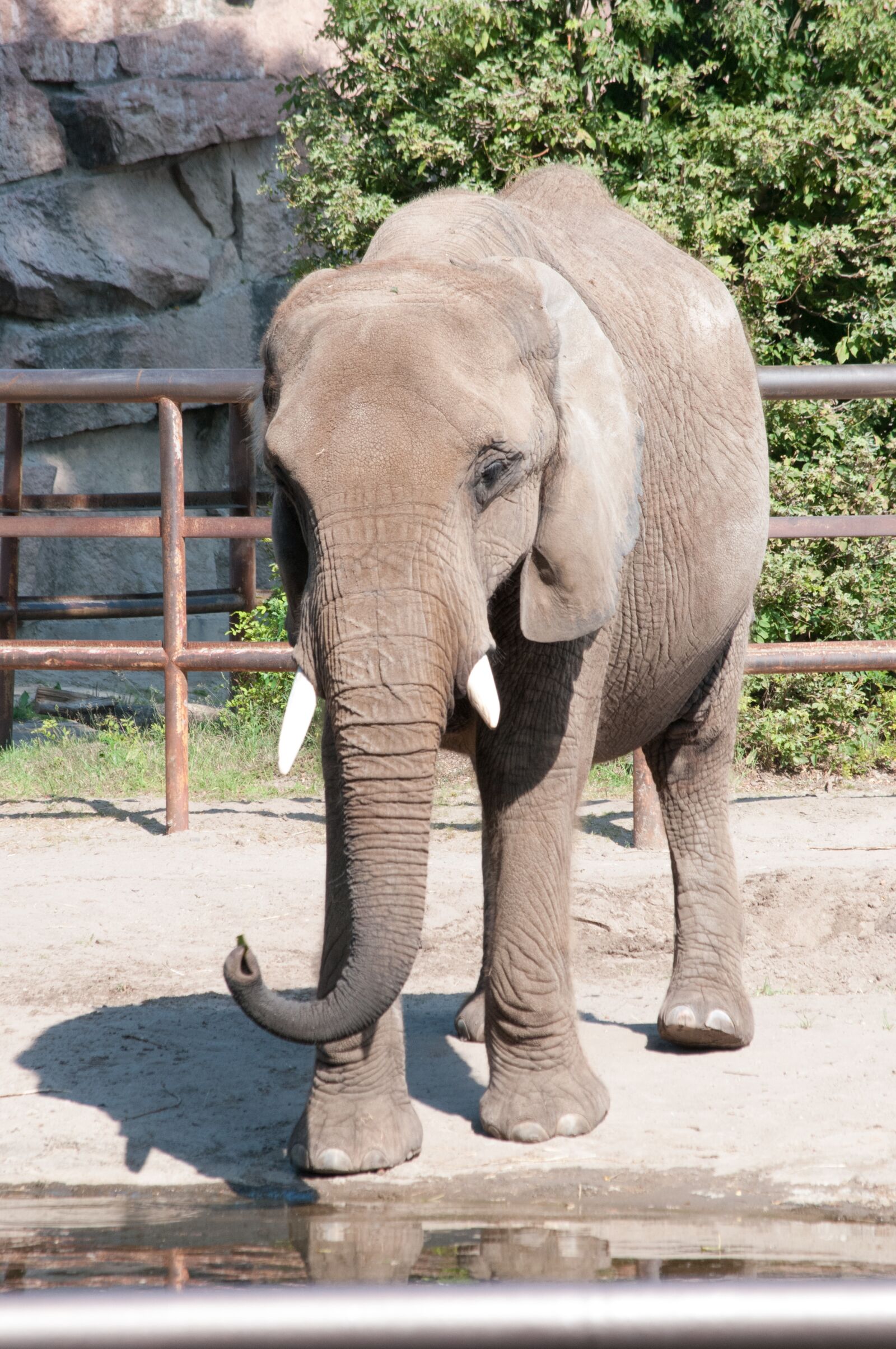 Nikon D300S sample photo. Elephant, zoo, summer photography