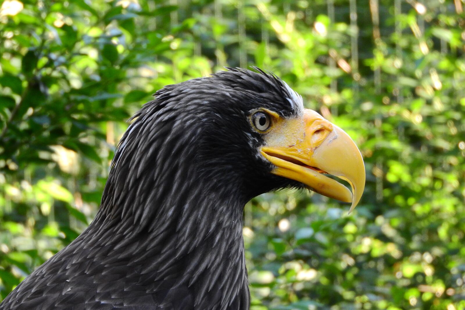 Nikon Coolpix P610 sample photo. Eagle eastern, haliaeetus pelagicus photography