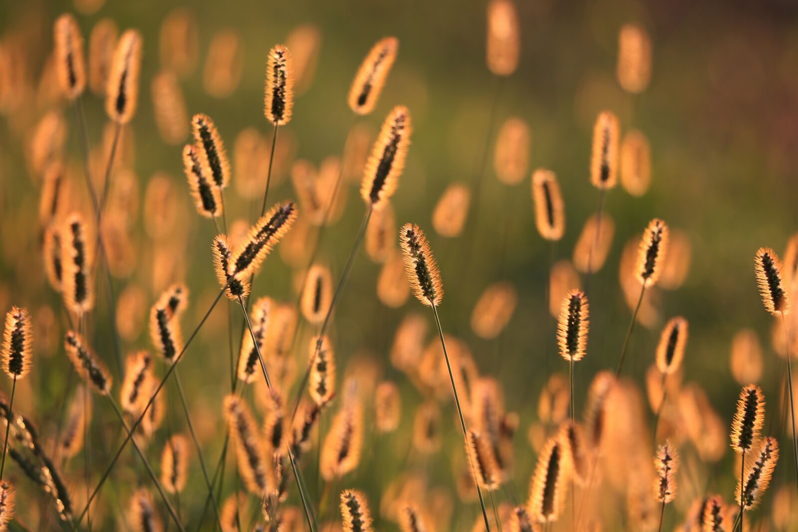 Canon EF 70-300 F4-5.6 IS II USM sample photo. Grass, meadow, evening photography