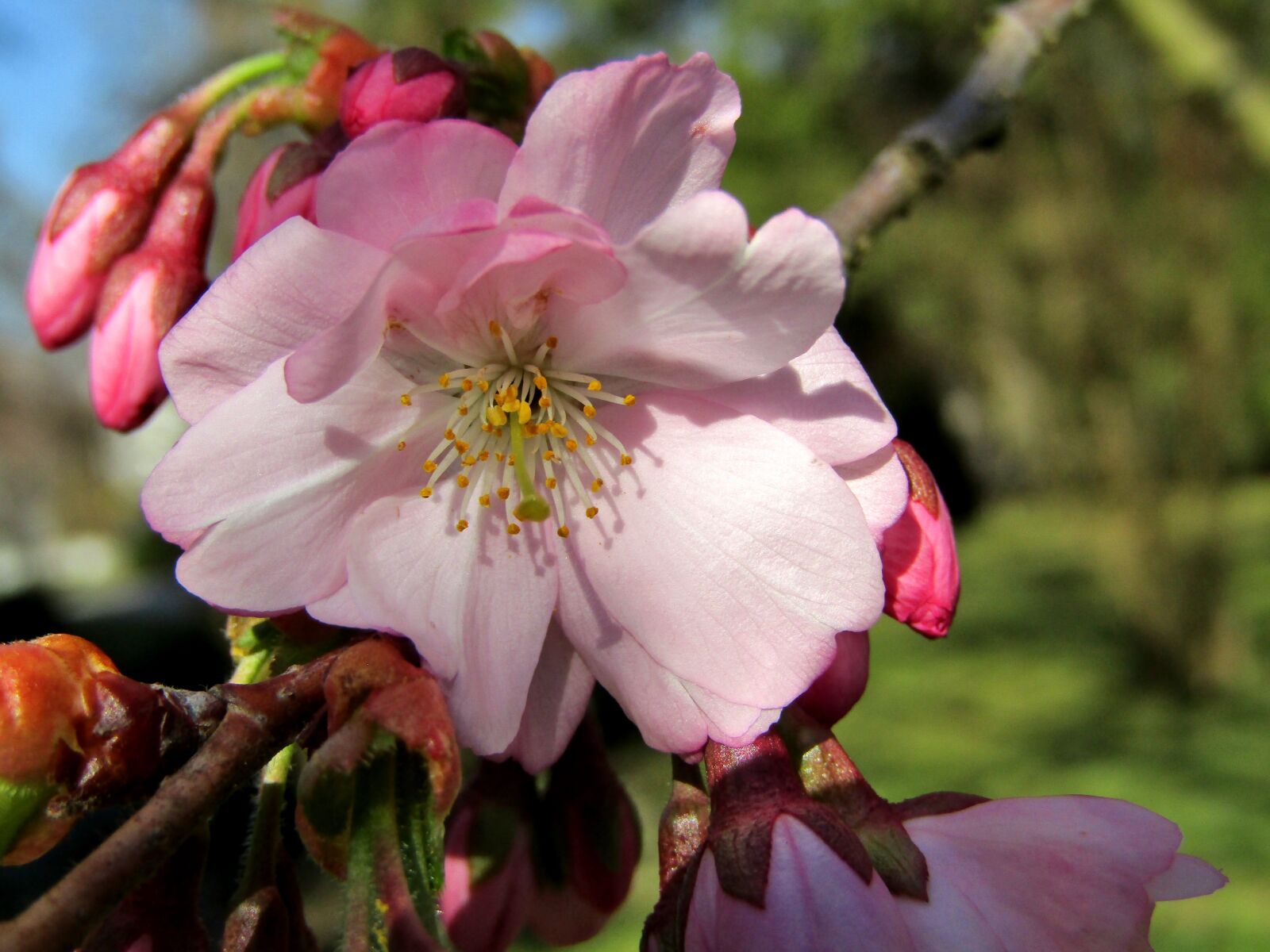 Canon POWERSHOT SX432 IS sample photo. Japanese cherry, spring, pink photography