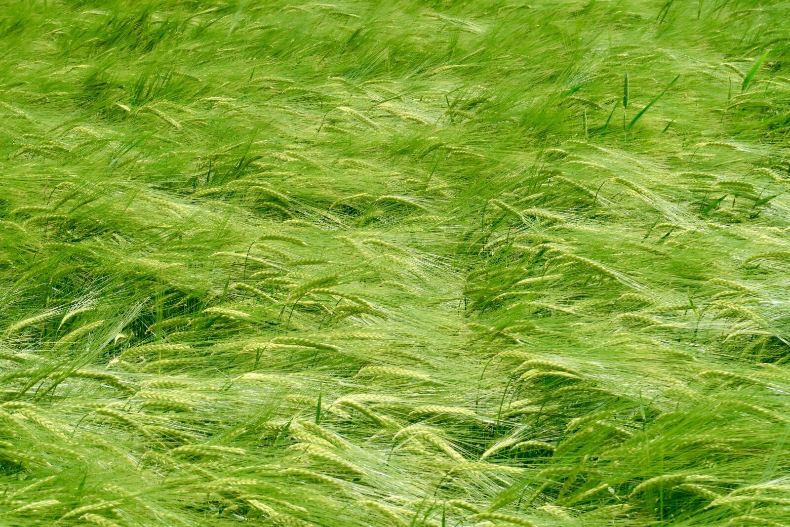 Canon PowerShot G7 X Mark II sample photo. Cereals, spring, spike photography
