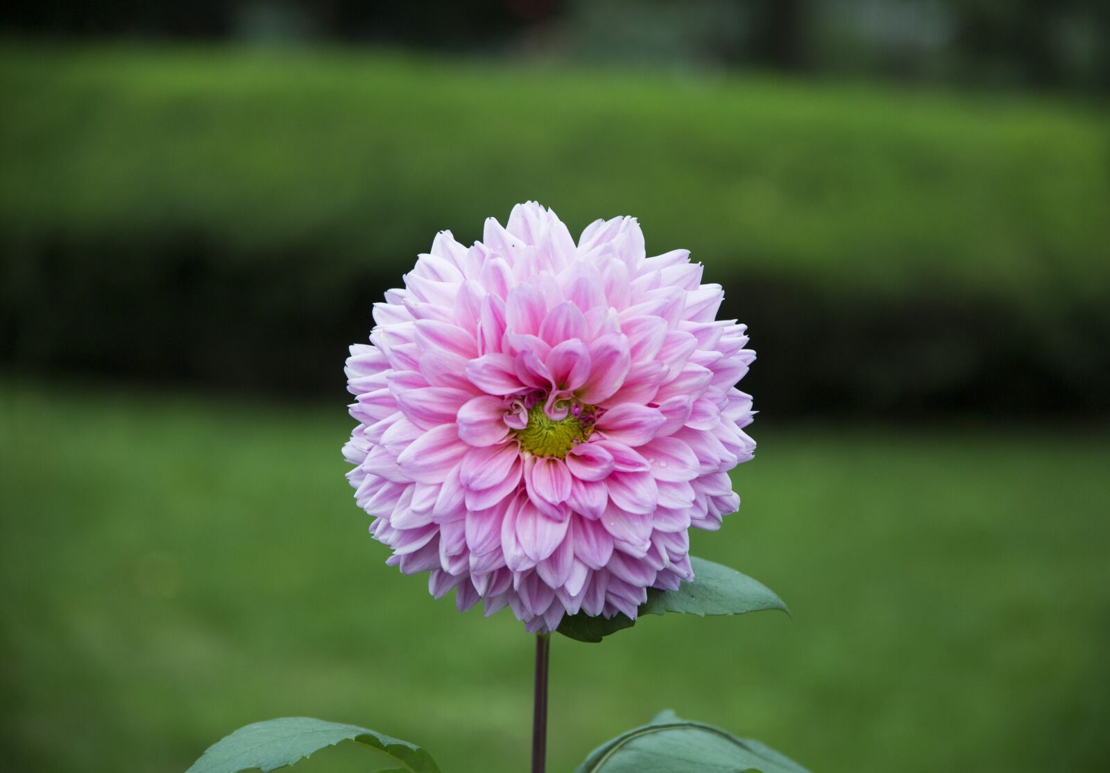 Canon EOS 5D Mark III sample photo. Flower, green, white photography