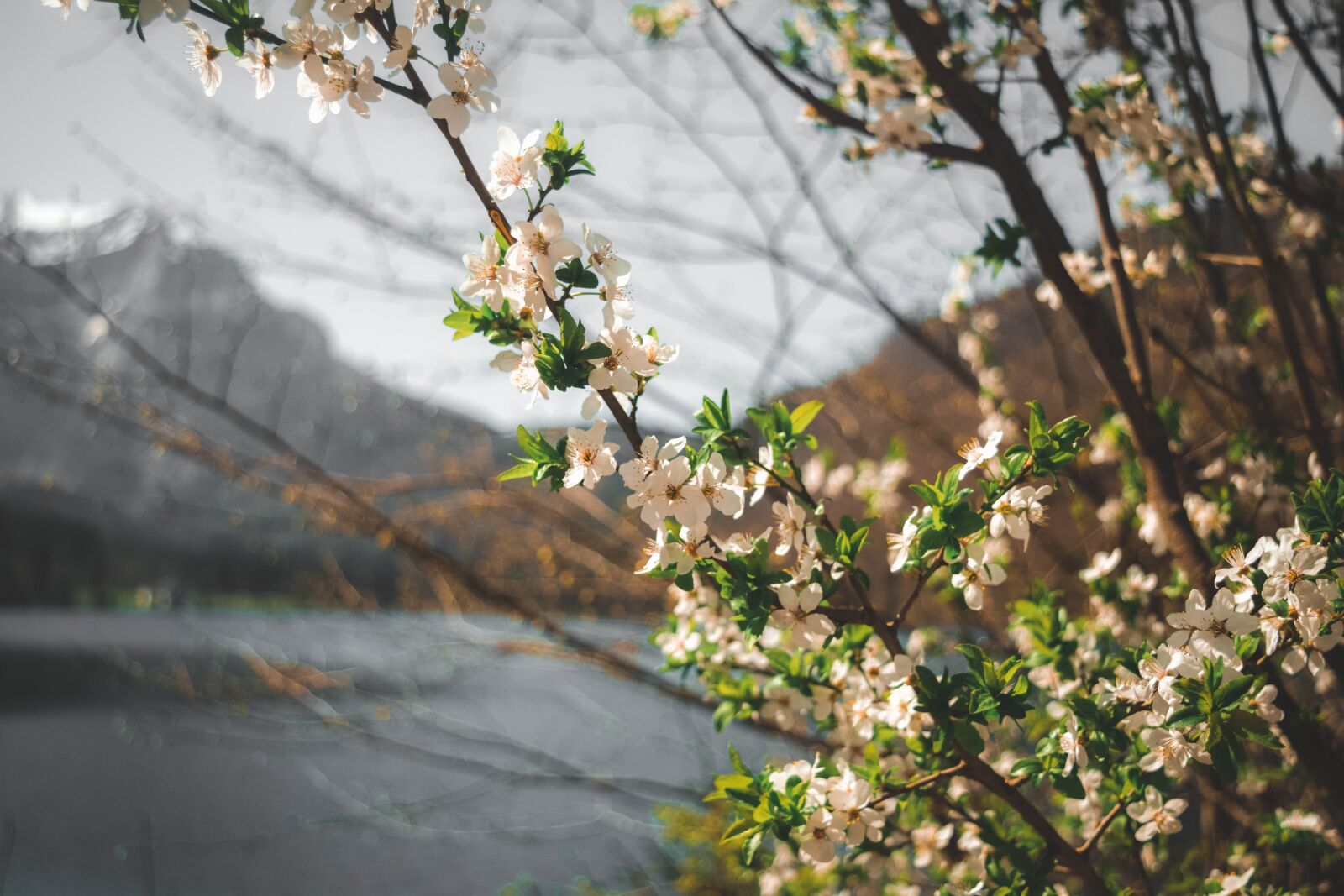 Nikon D3300 sample photo. Flower, water, nature photography