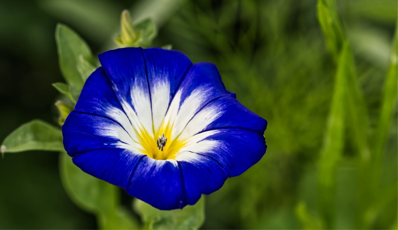 Nikon D5500 sample photo. Flower, blue, white photography