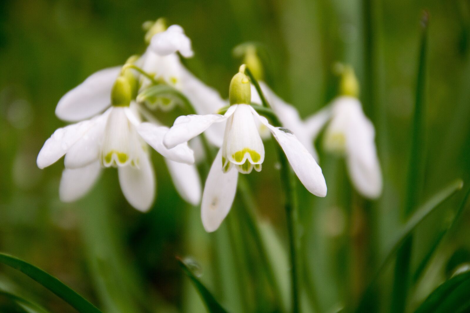 Nikon D3100 sample photo. Snowdrop, plant, spring photography