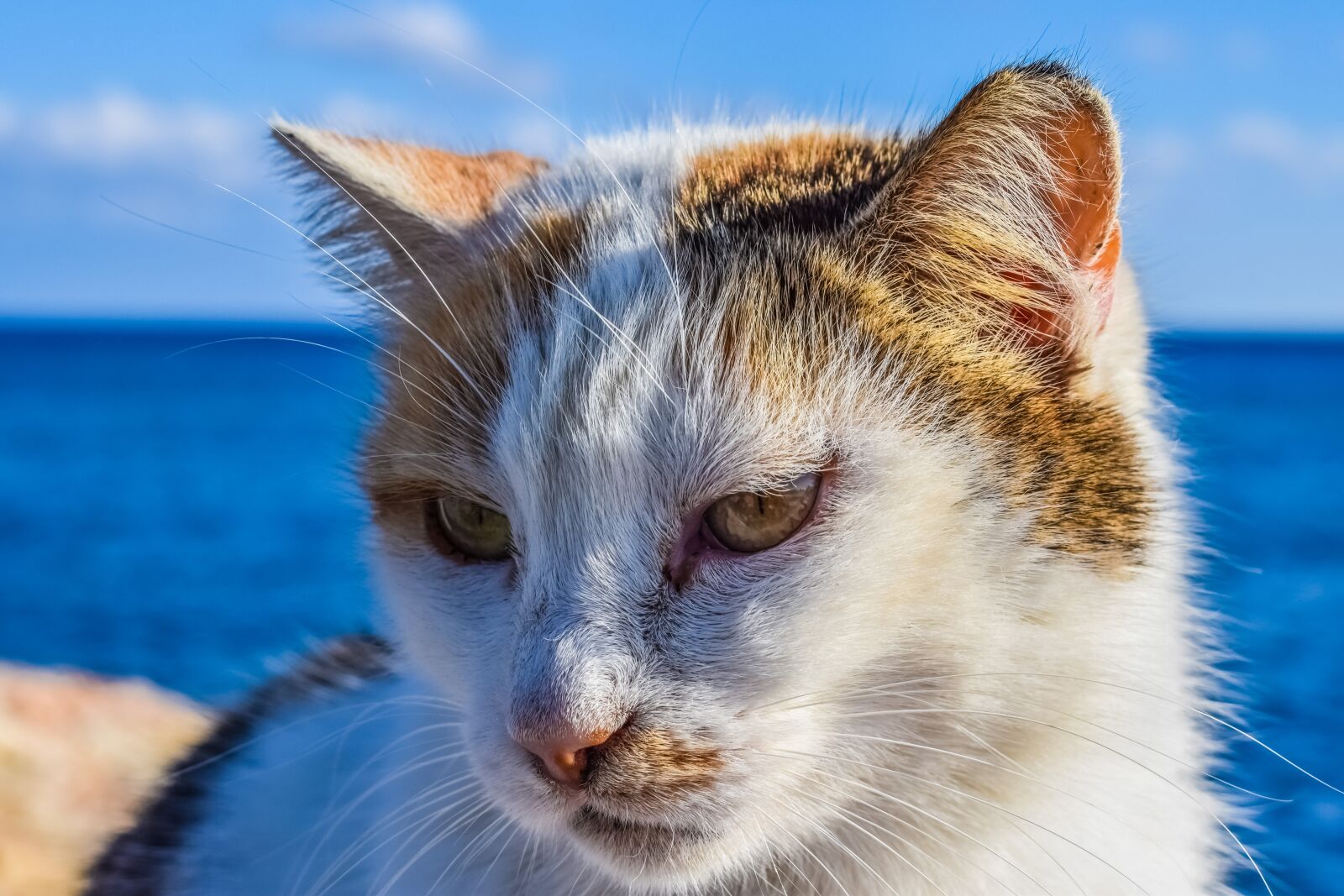 Nikon D3300 sample photo. Cat, stray, face photography
