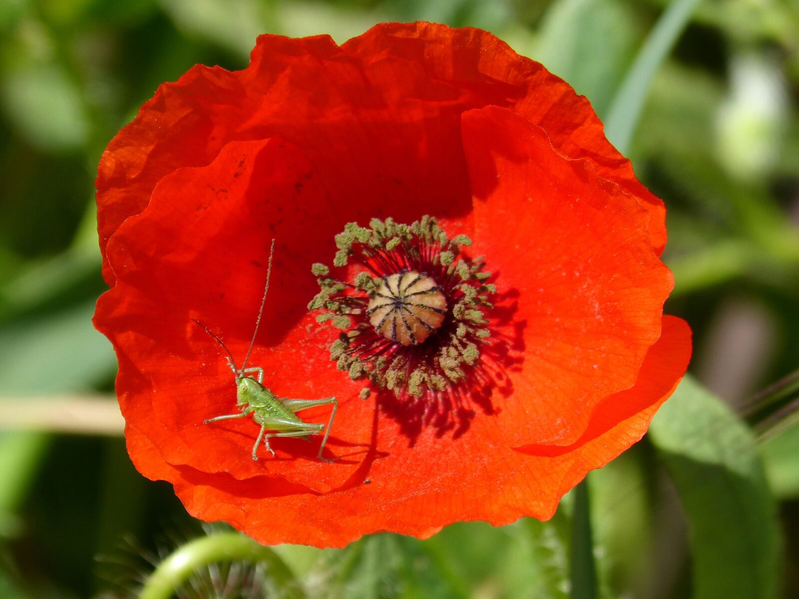 Panasonic DMC-FZ62 sample photo. Poppy, grasshopper, cricket green photography