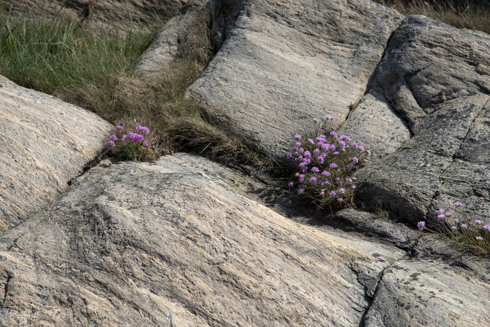Nikon D750 sample photo. Nature, plants, summer photography