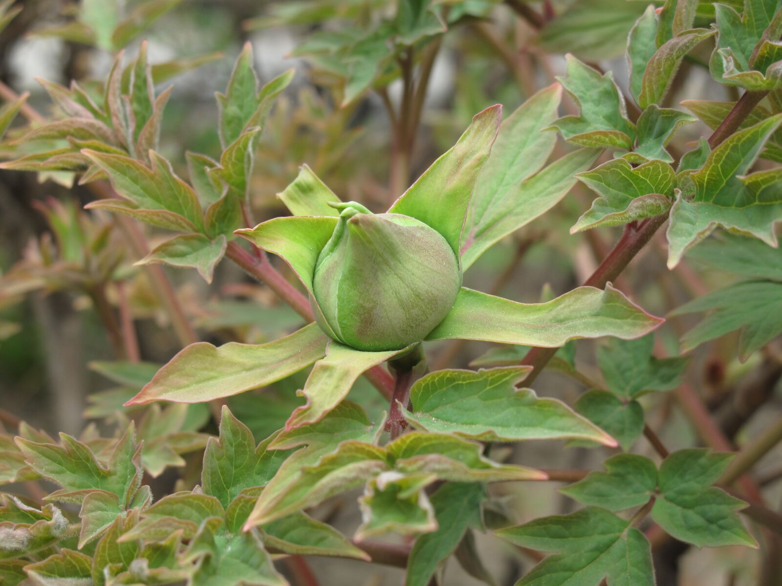 Canon PowerShot G10 sample photo. Rose, rosebud, plant photography
