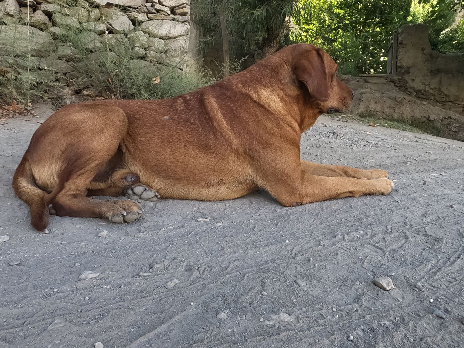 GoPro Hero8 Black sample photo. Dog, pet, animal photography