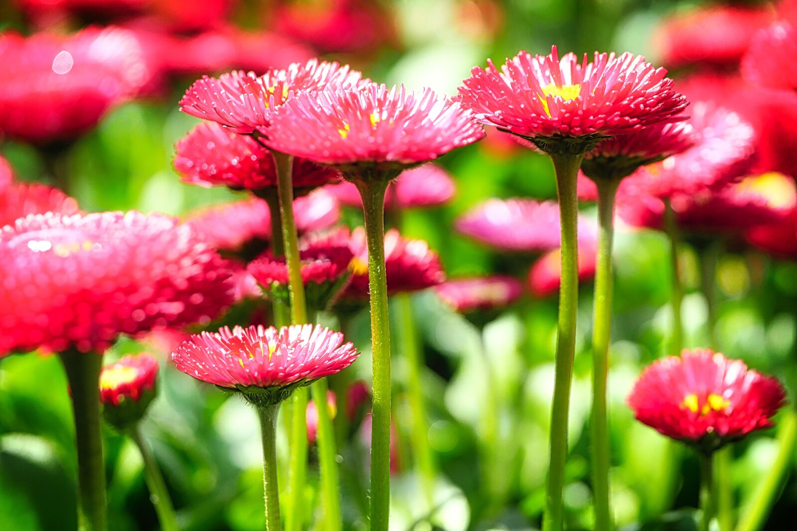 Panasonic Lumix DMC-GX8 sample photo. Nature, plant, flower photography