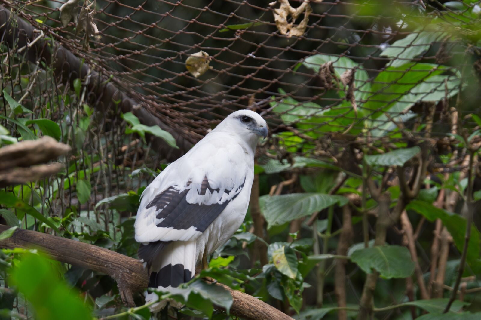 Nikon D3200 sample photo. Ave, costa rica, exotic photography