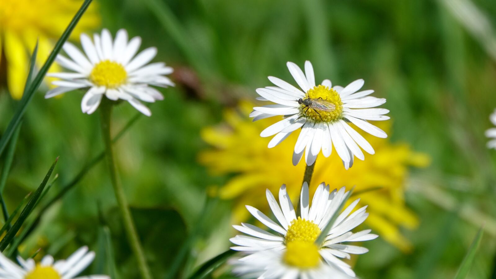 Sony Cyber-shot DSC-RX10 III sample photo. Daisy, fly, insect photography