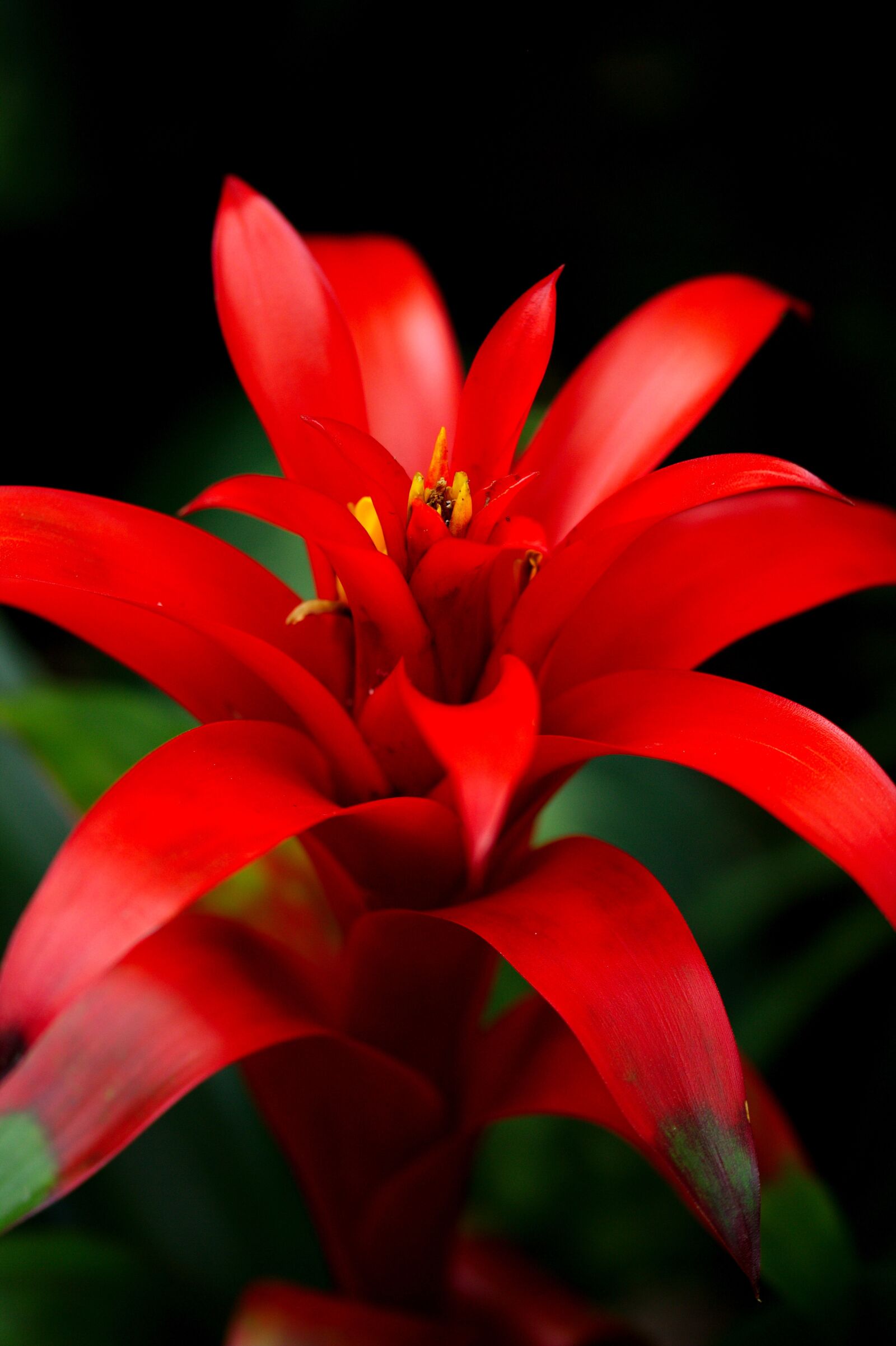 Canon EOS 600D (Rebel EOS T3i / EOS Kiss X5) sample photo. Red, flower, nature photography