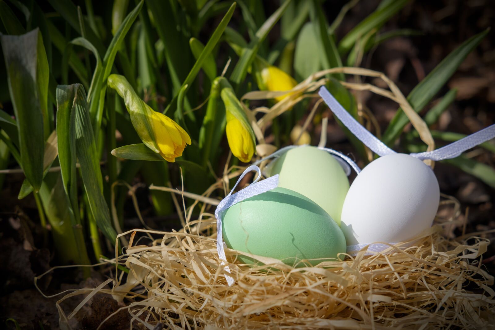 Fujifilm X-T2 + Fujifilm XF 35mm F2 R WR sample photo. Easter eggs, egg, nest photography