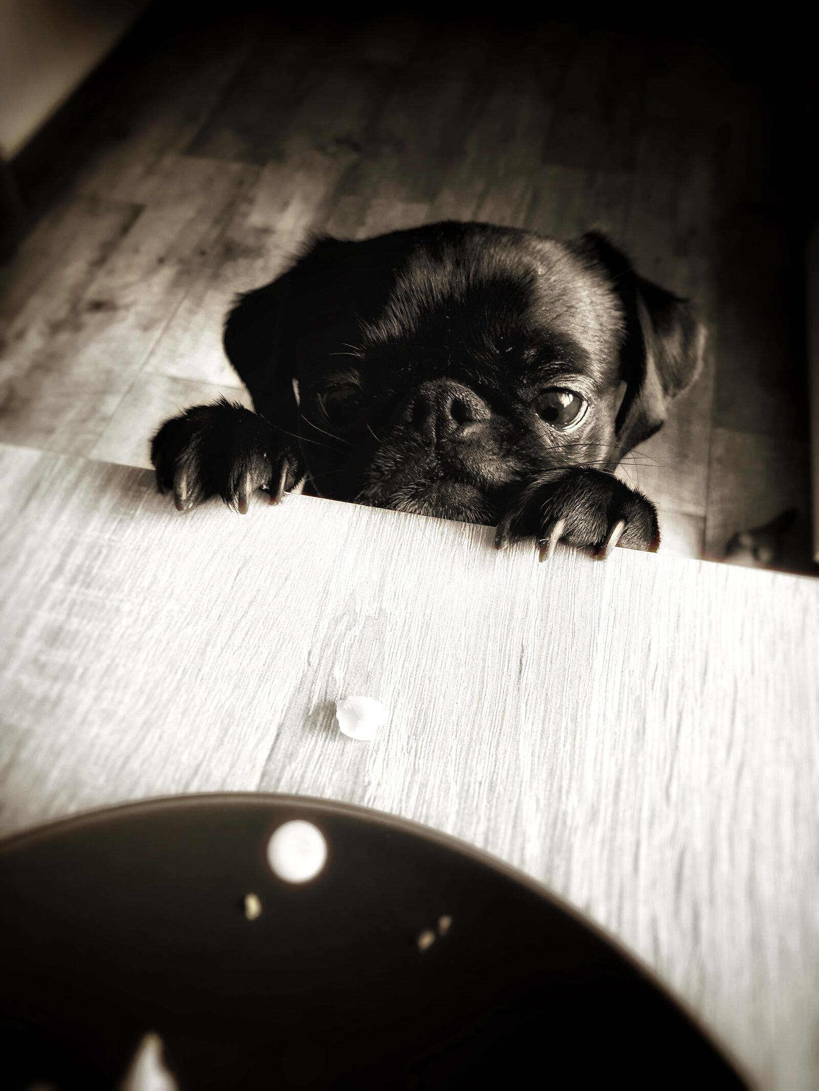 Samsung Galaxy A5(2017) sample photo. Pug, cheeky, sweet photography