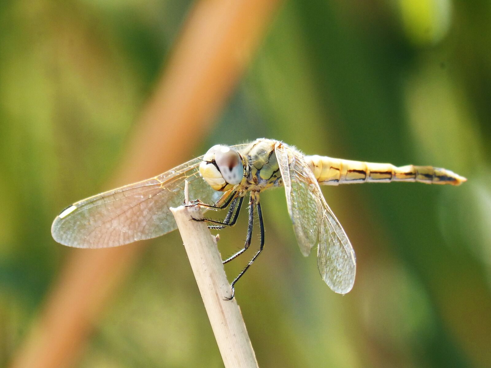 Panasonic DMC-FZ62 sample photo. Yellow dragonfly, winged insect photography
