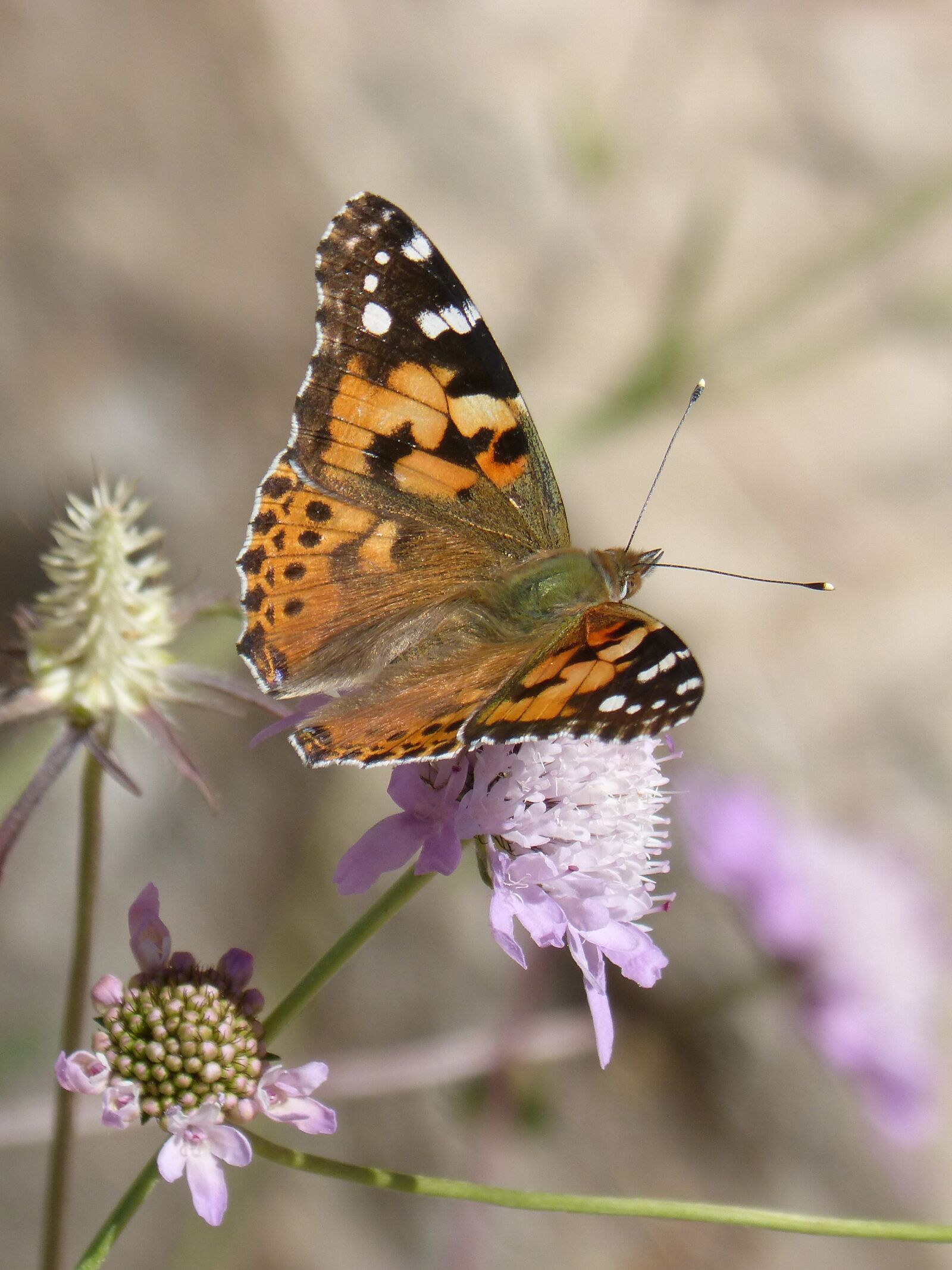 Panasonic DMC-FZ62 sample photo. Butterfly, vanesa, vanessa atalanta photography