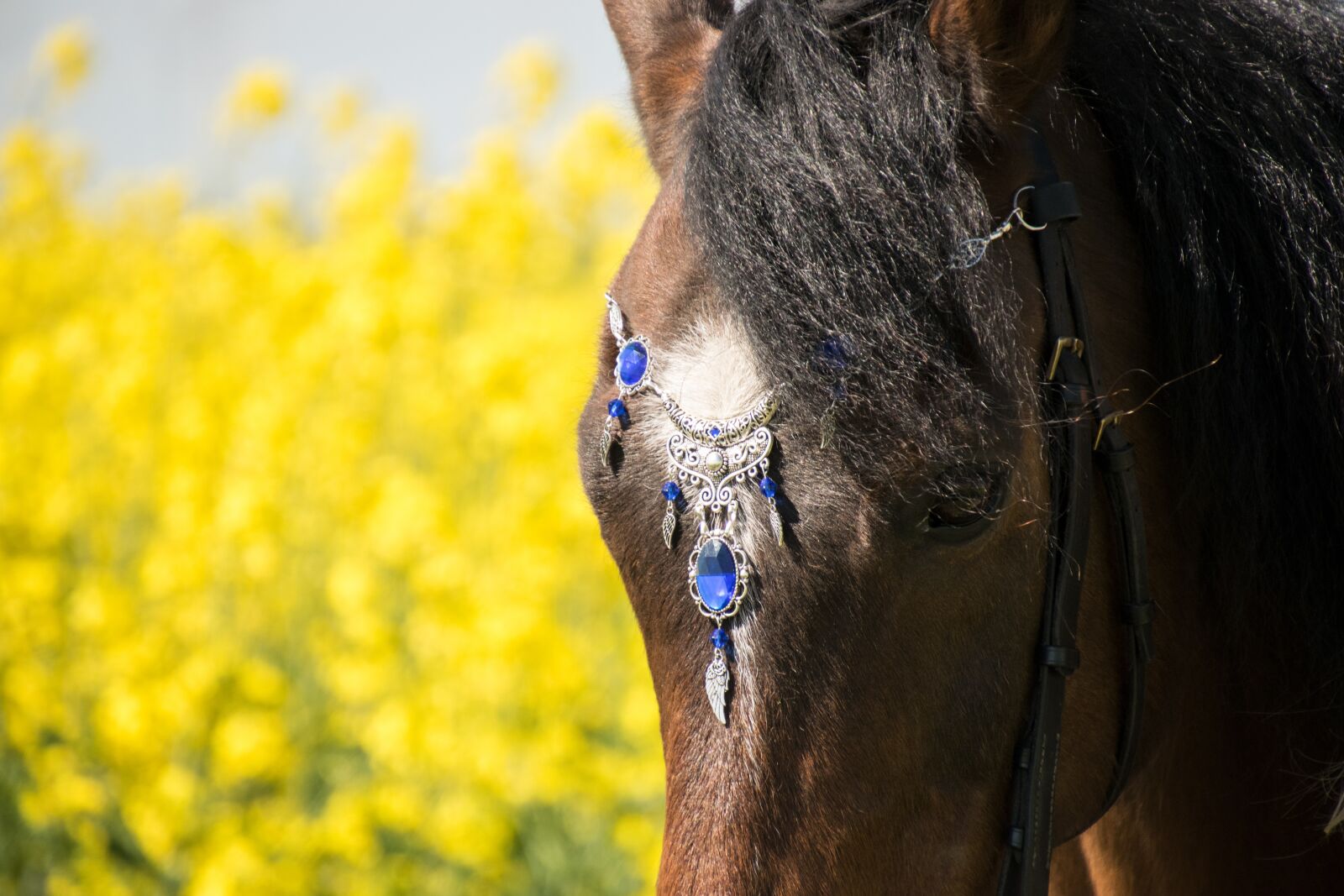 Nikon D3300 sample photo. Nature, animal, portrait photography