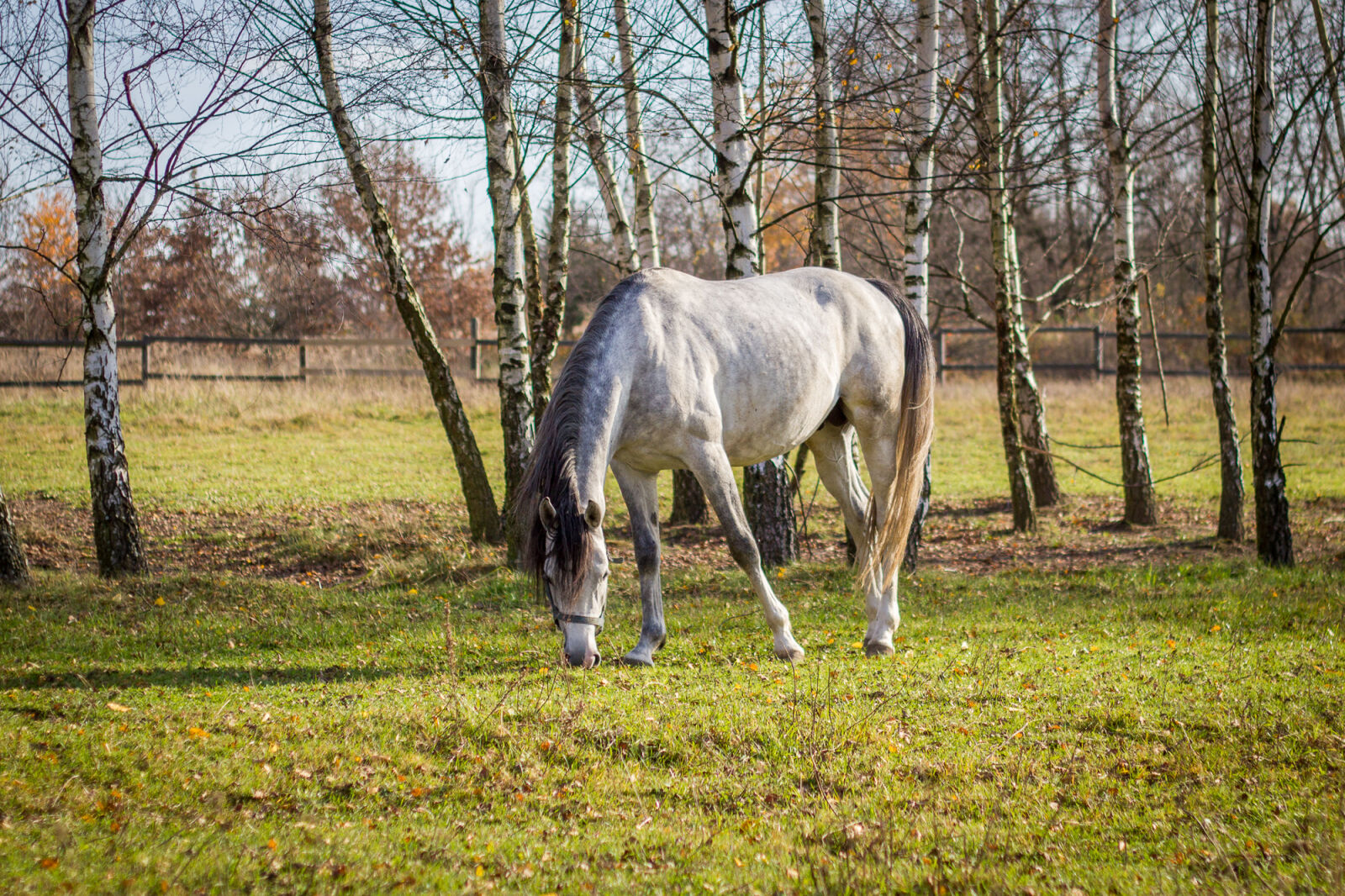 Canon EF 50mm F1.8 II sample photo