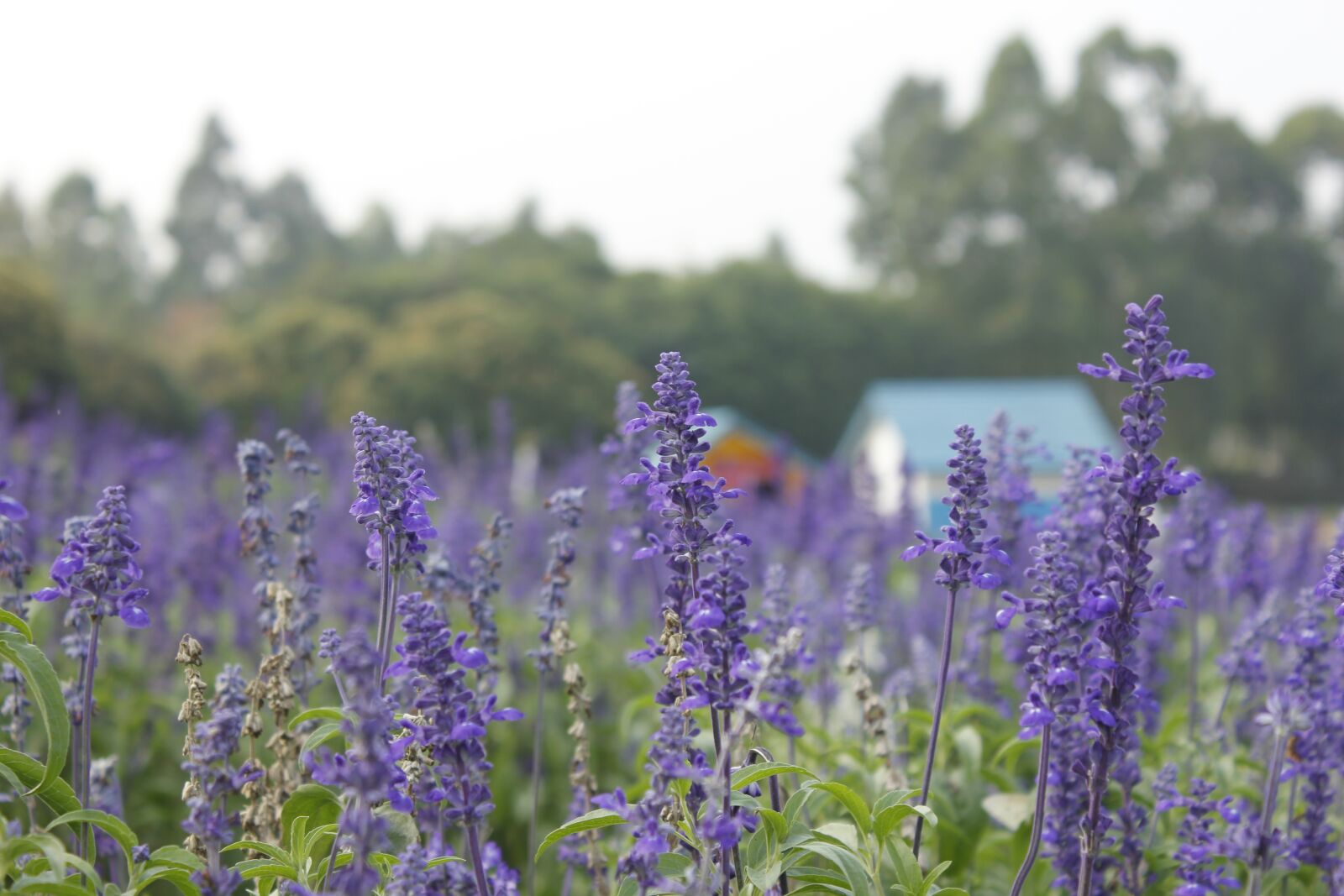 Canon EOS 550D (EOS Rebel T2i / EOS Kiss X4) sample photo. Lavender, purple flowers, purple photography