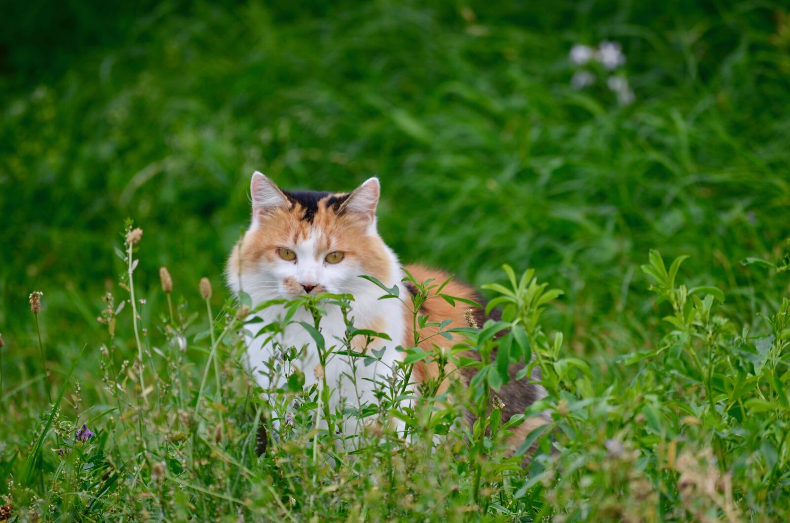 Nikon D5100 sample photo. Cat, lucky cat, domestic photography