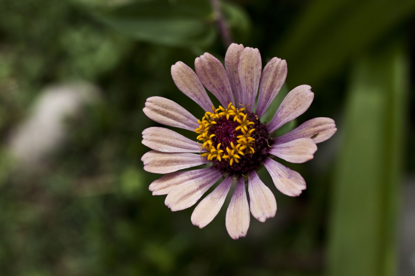 Canon EOS 500D (EOS Rebel T1i / EOS Kiss X3) sample photo. Flower, daisy, flowers photography