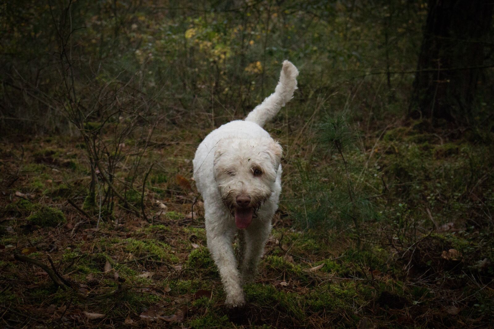 Canon EOS 200D (EOS Rebel SL2 / EOS Kiss X9) sample photo. Dog, labradoodle, forest photography