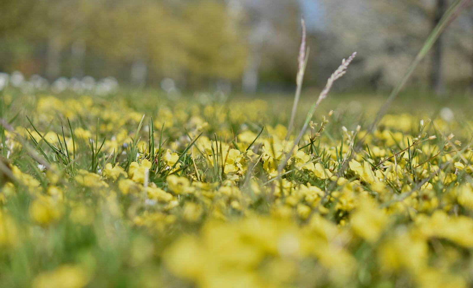 Nikon D5600 sample photo. Meadow, yellow, nature photography
