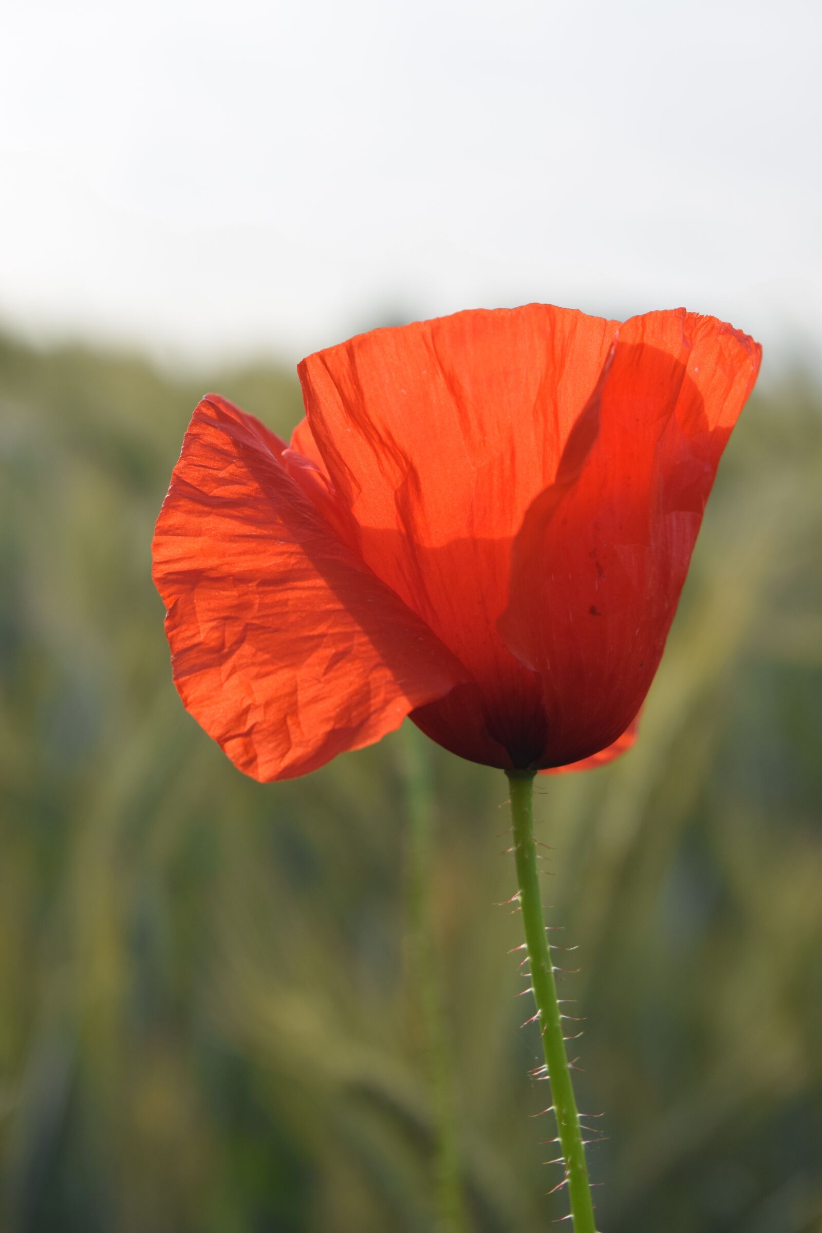 Nikon D5300 sample photo. Poppy, flower, plant photography