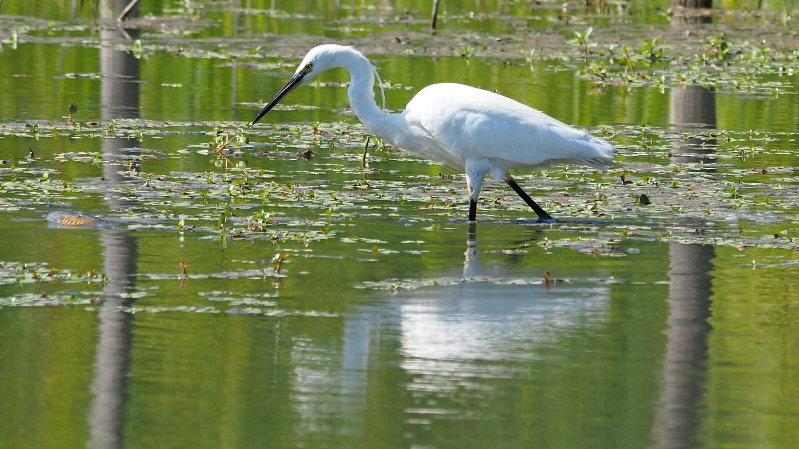 Olympus OM-D E-M10 II sample photo. Nature, birds, egret photography