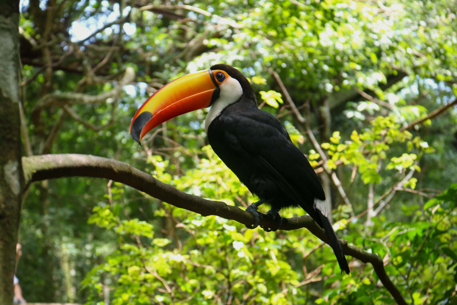 Canon EOS 750D (EOS Rebel T6i / EOS Kiss X8i) sample photo. Toucan, ave, exotic photography