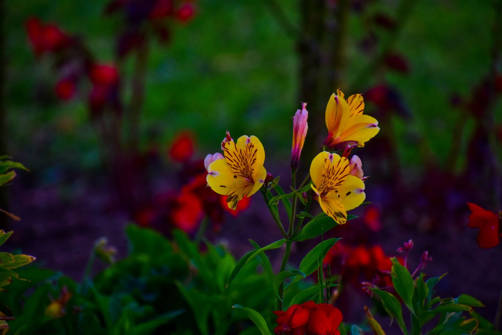 Nikon D3400 sample photo. Flower, bella, nature photography