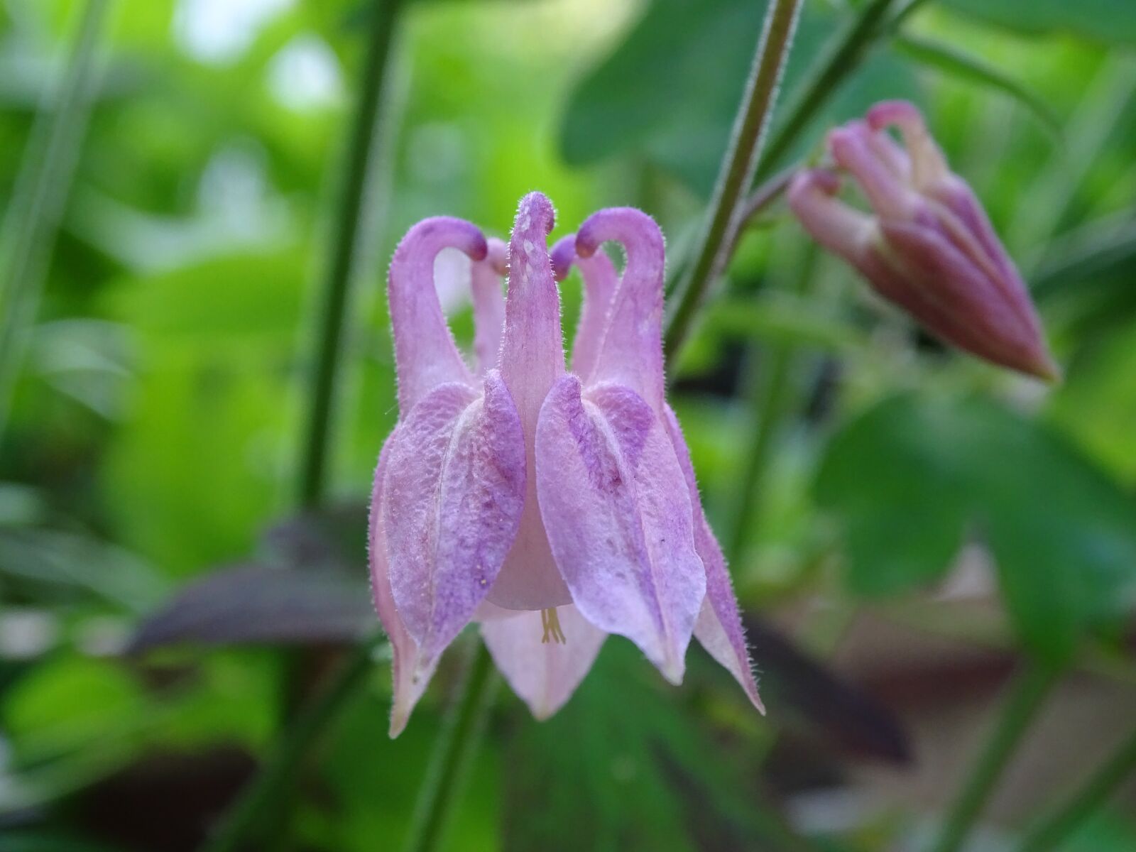 Sony Cyber-shot DSC-HX400V sample photo. Columbine, columbine flower, common photography