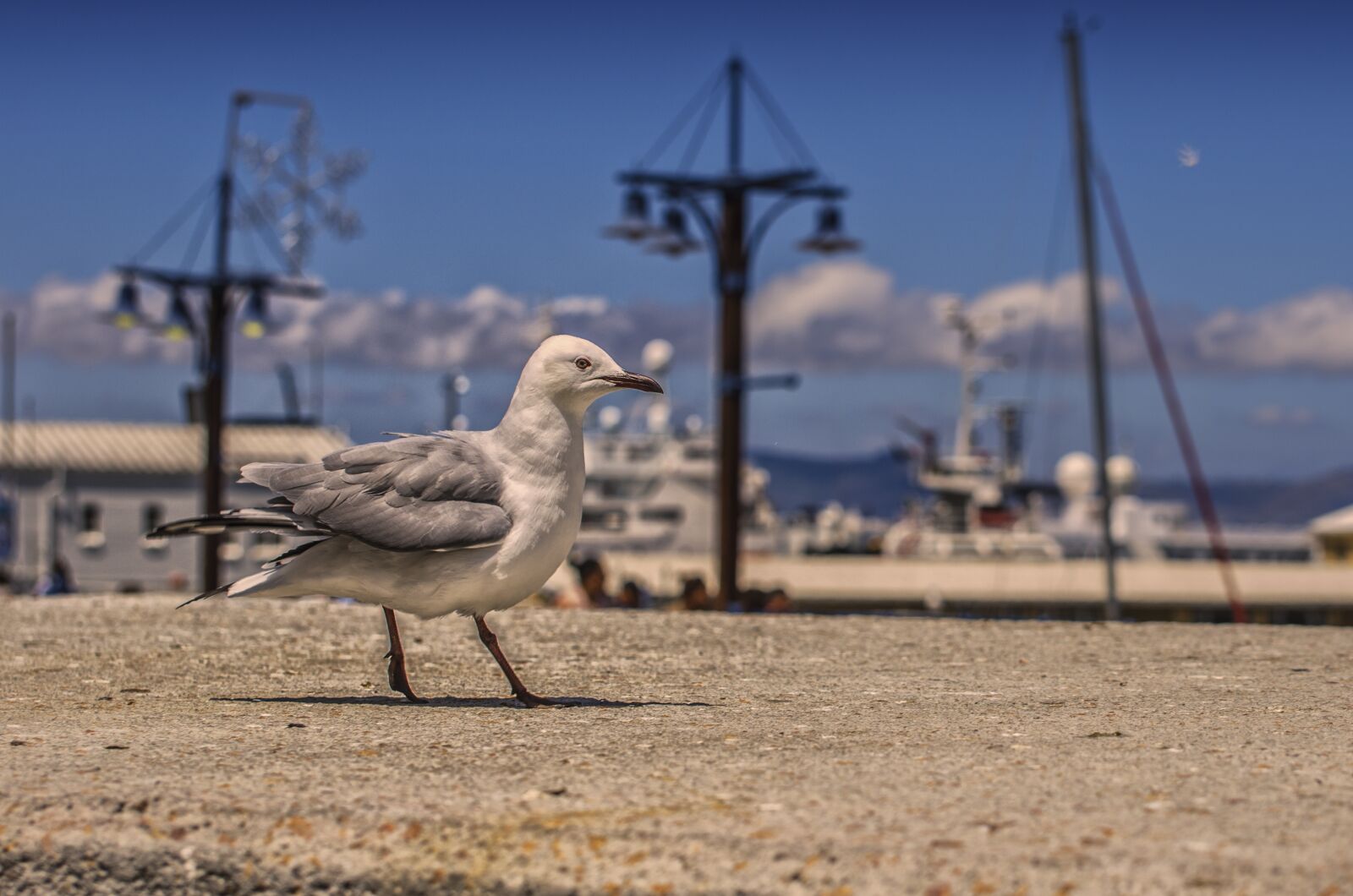 Nikon D7000 sample photo. Seagull, port, bird photography