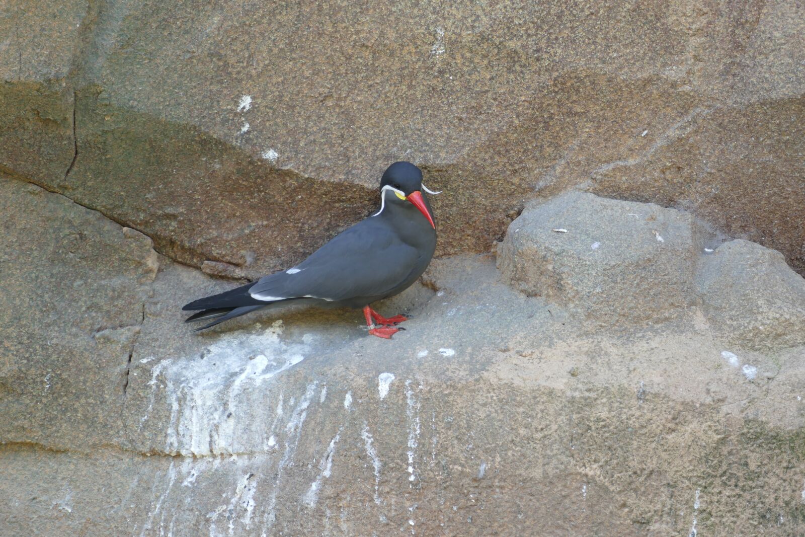 Panasonic Lumix DMC-FZ1000 sample photo. Tern, inca tern, south photography
