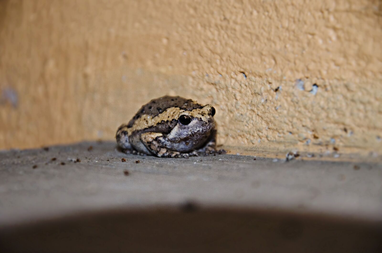 Nikon D7000 sample photo. Frog, small, amphibian photography