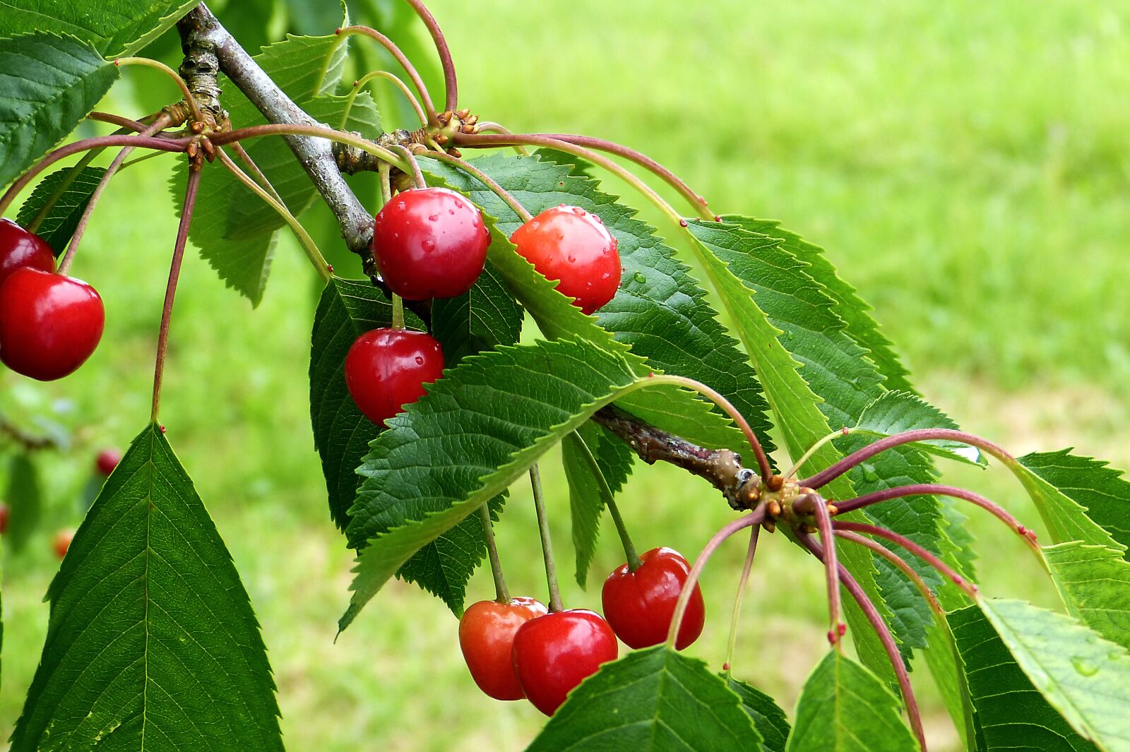 Panasonic Lumix DMC-FZ150 sample photo. Cherry, reported, cherry tree photography
