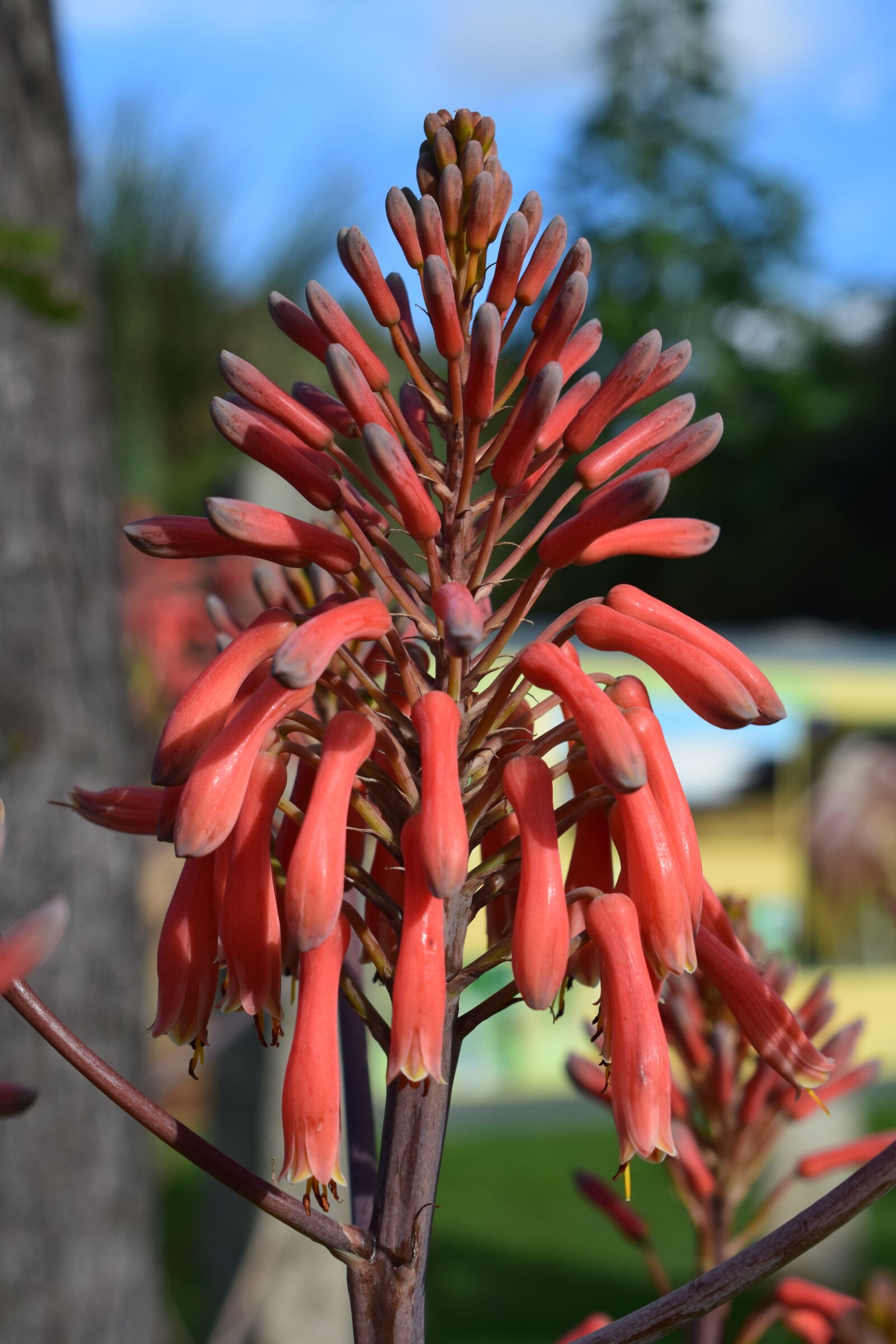 Nikon D5300 sample photo. Flower, beautiful, plant photography