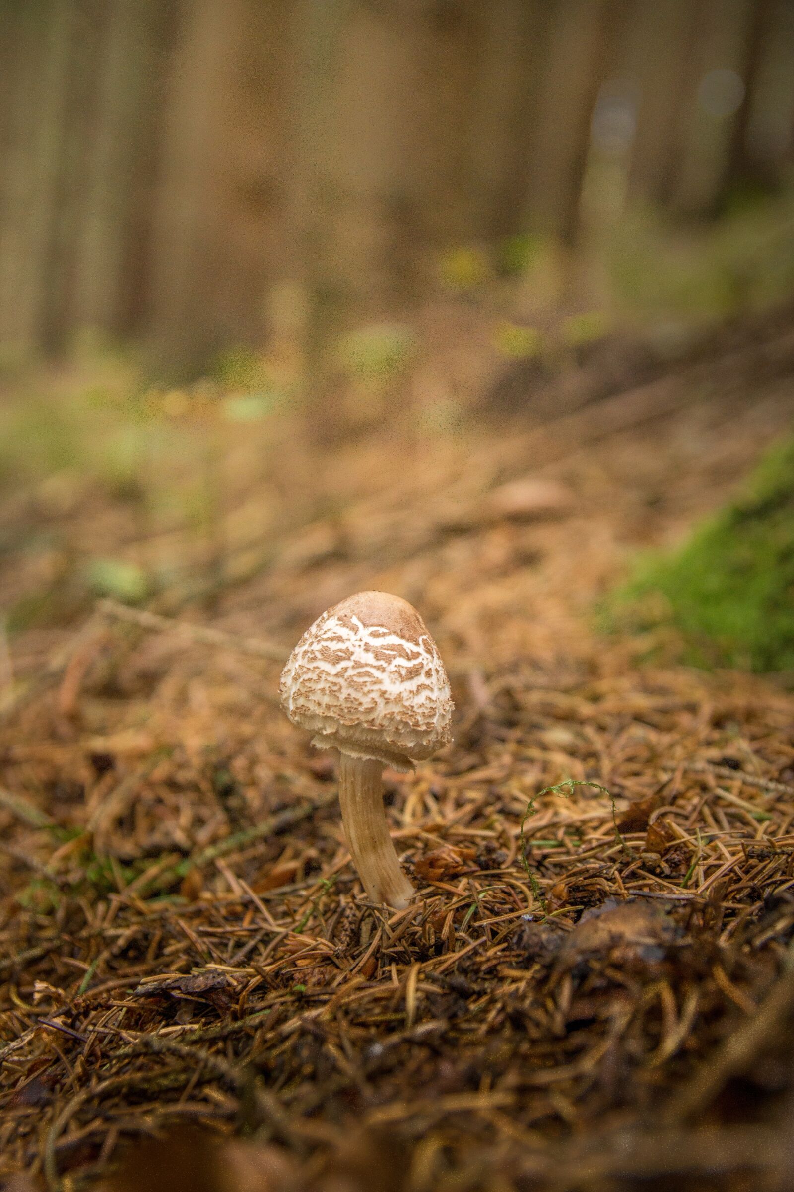 Sony SLT-A77 sample photo. Mushroom, forest, leaves photography