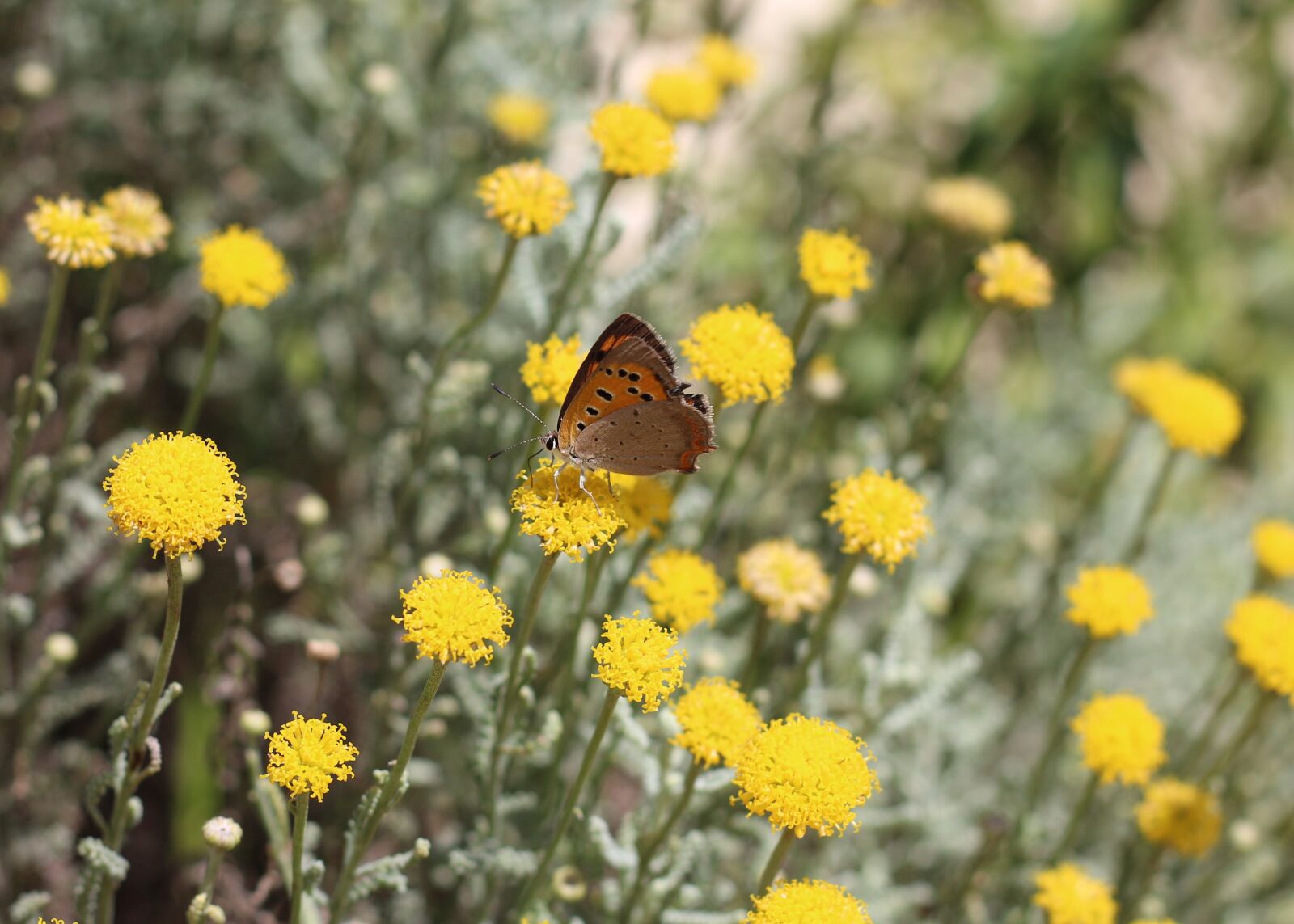 Canon EOS 700D (EOS Rebel T5i / EOS Kiss X7i) sample photo. Small copper, butterfly, insect photography
