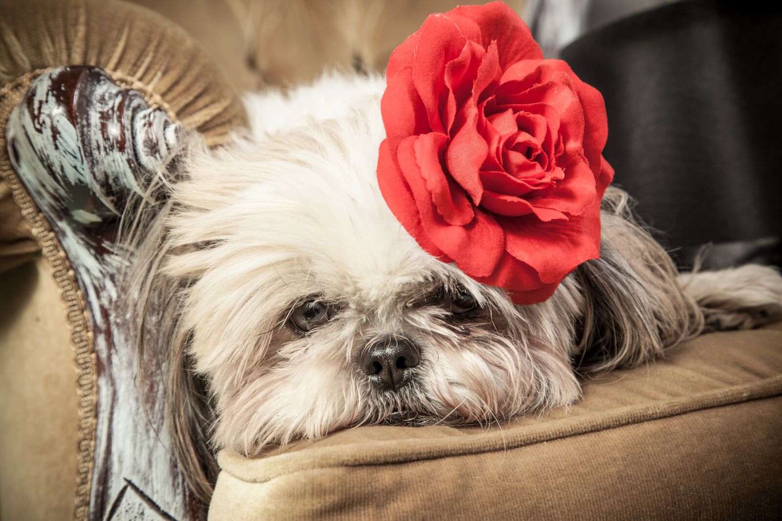 Canon EOS 5D Mark II + Canon EF 24-105mm F4L IS USM sample photo. Dog, flower, pet photography