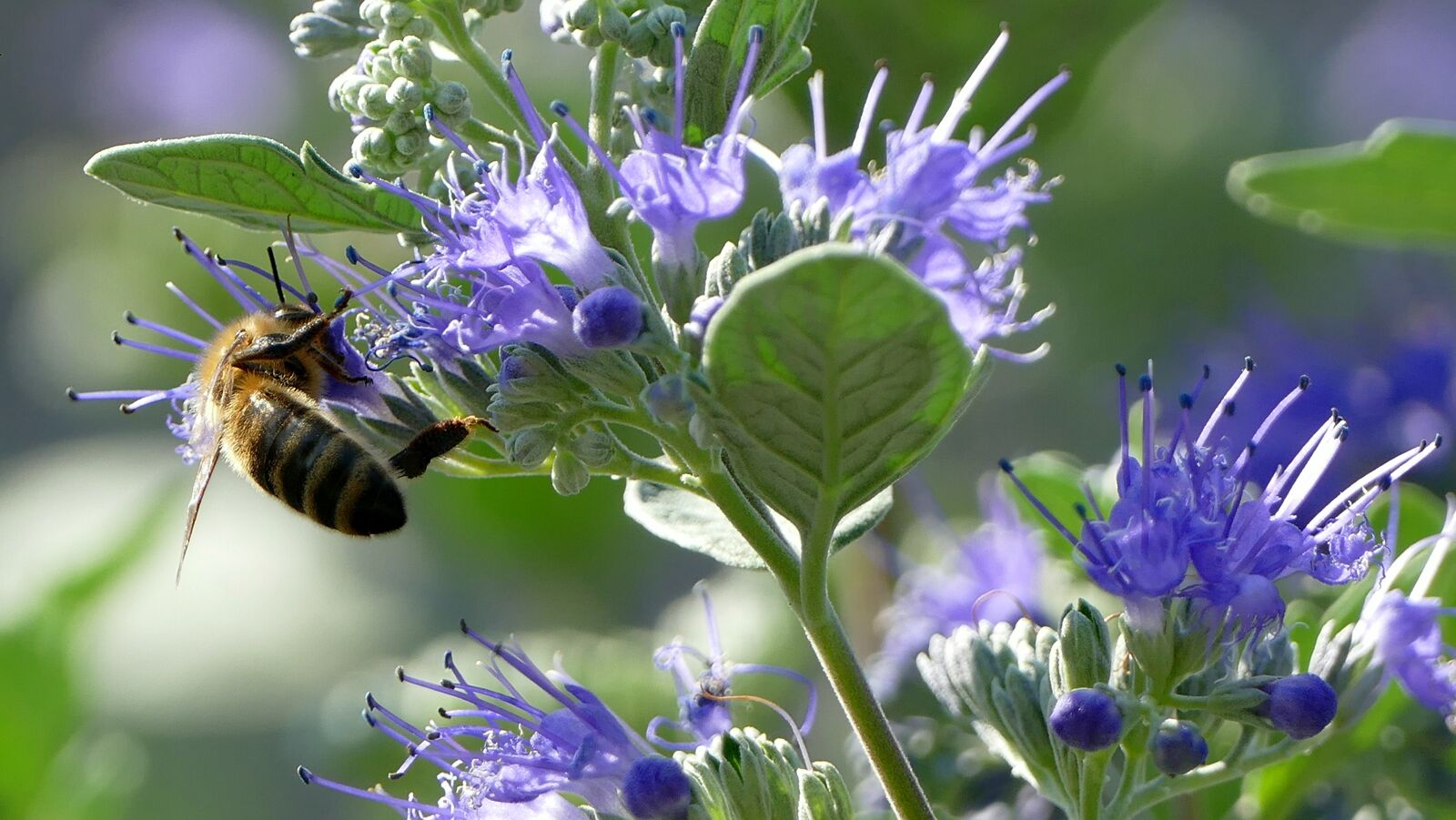 Panasonic Lumix DMC-FZ1000 sample photo. Bee, honey, nature photography