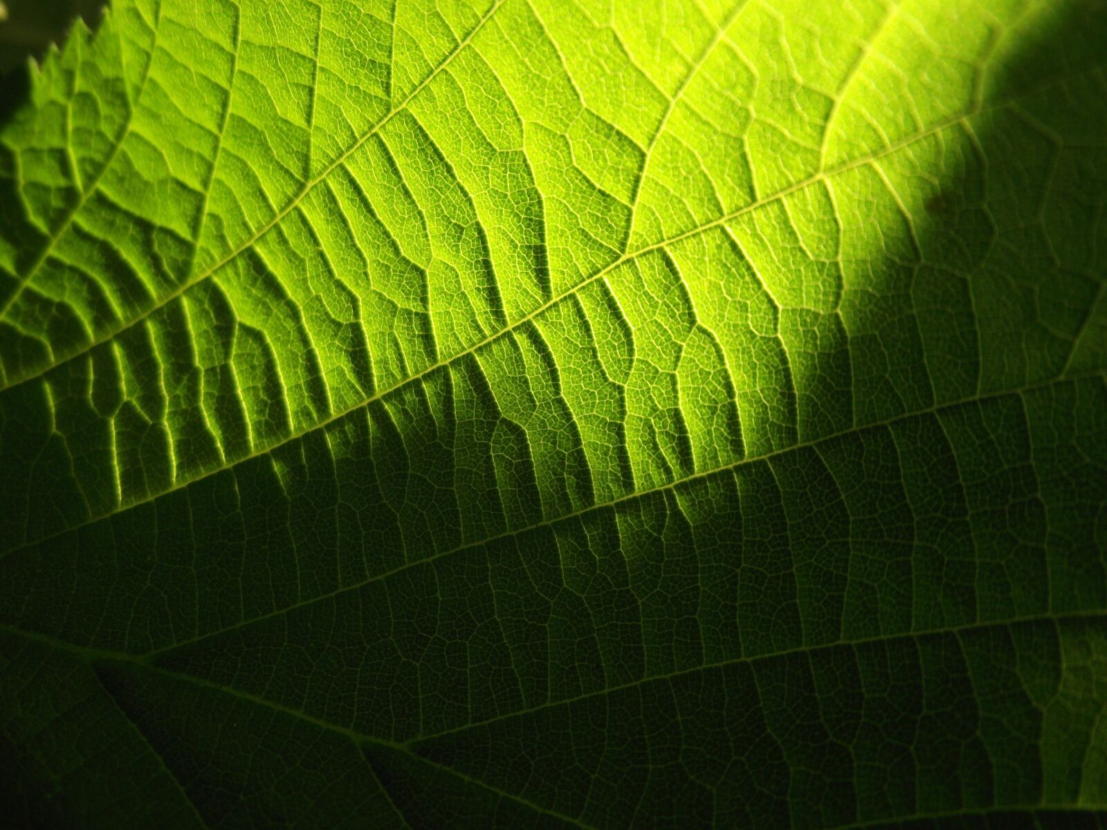 FujiFilm FinePix S1800 (FinePix S1880) sample photo. Green, leaf, leaves photography