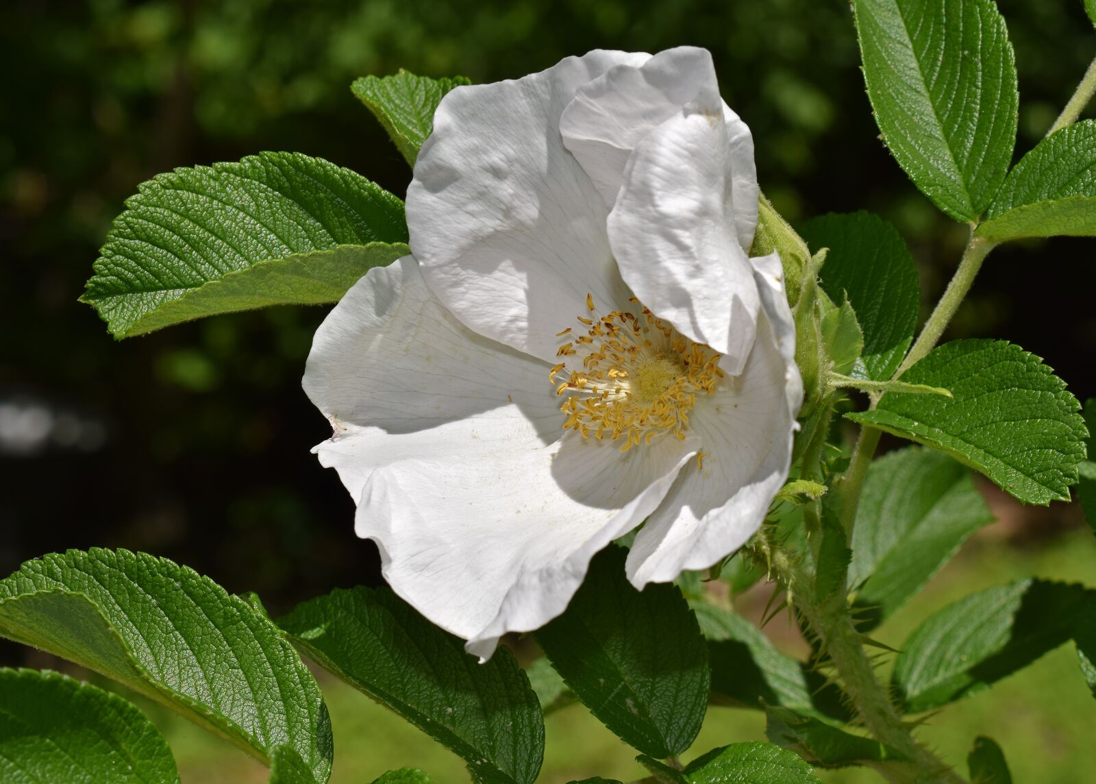 Nikon D3300 sample photo. White rose, rugosa rose photography