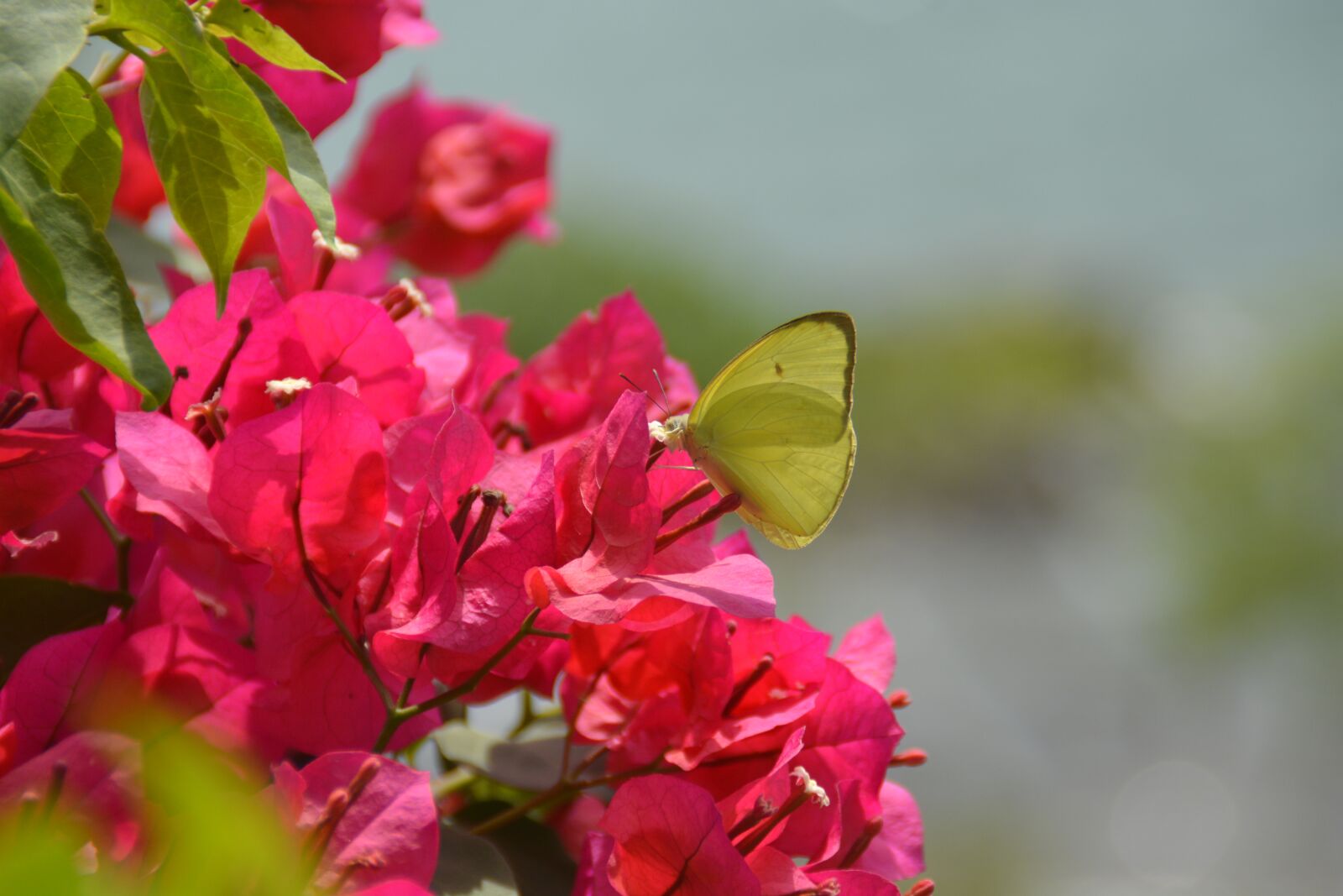 Nikon D5200 sample photo. Pink, flowers, butterfly photography