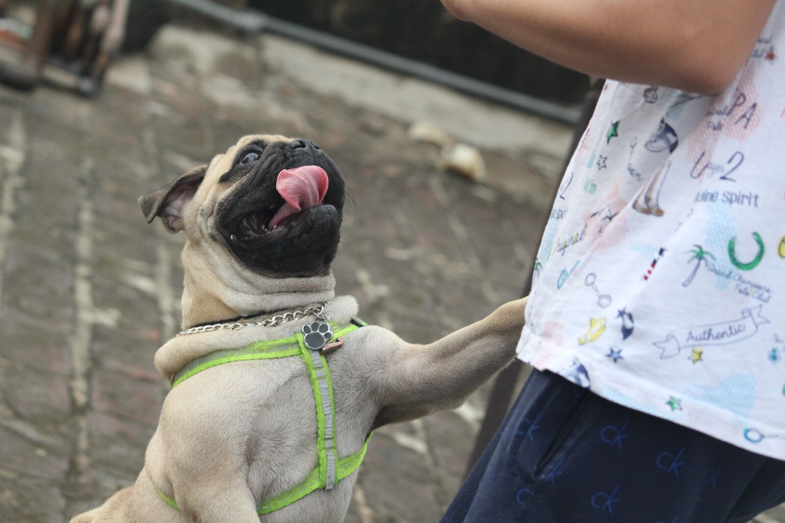 Canon EOS 1200D (EOS Rebel T5 / EOS Kiss X70 / EOS Hi) sample photo. Pug, tongue, jumping dog photography