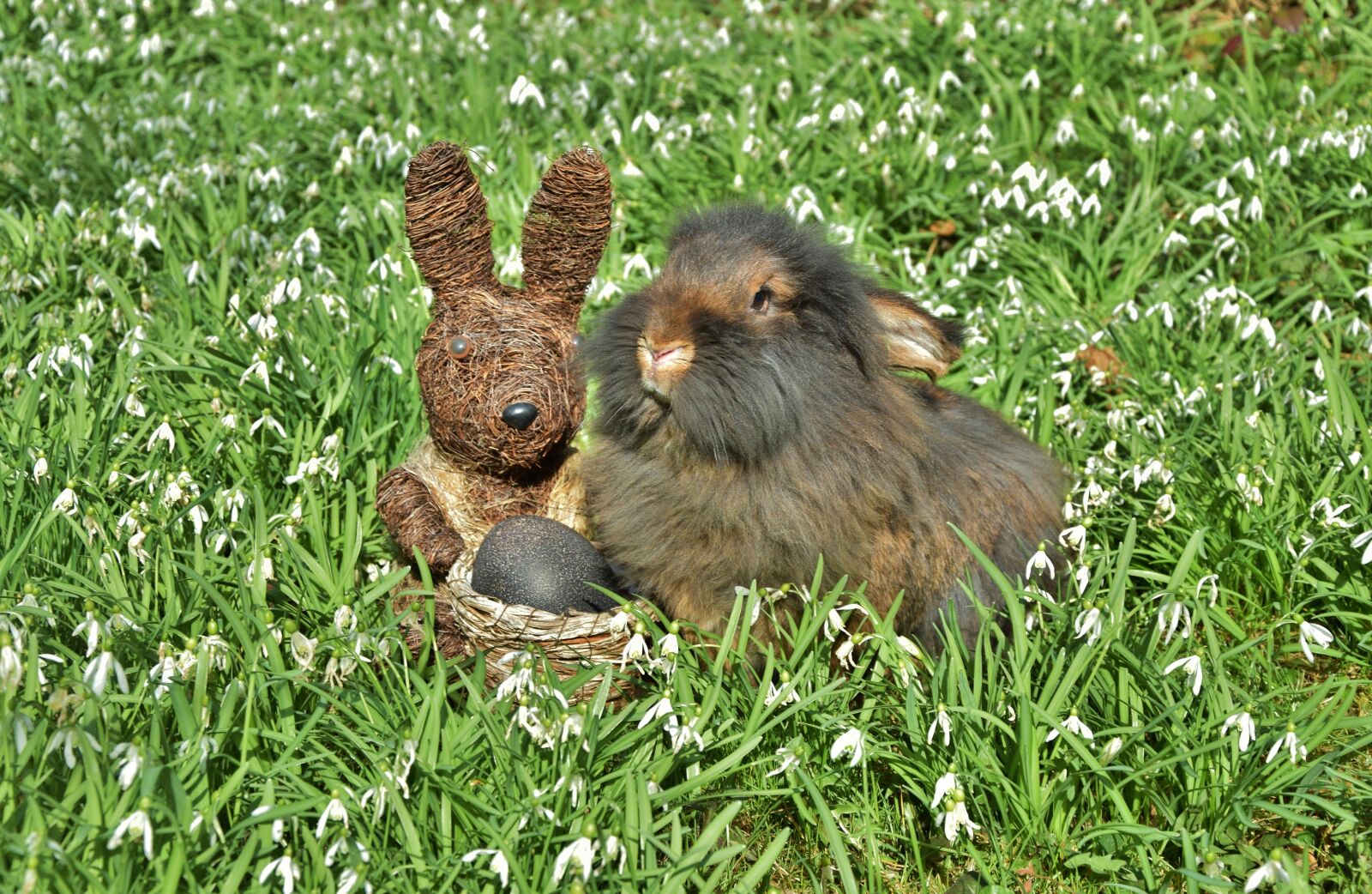 Nikon D5300 sample photo. Rabbit, snowdrop, amorous bunny photography