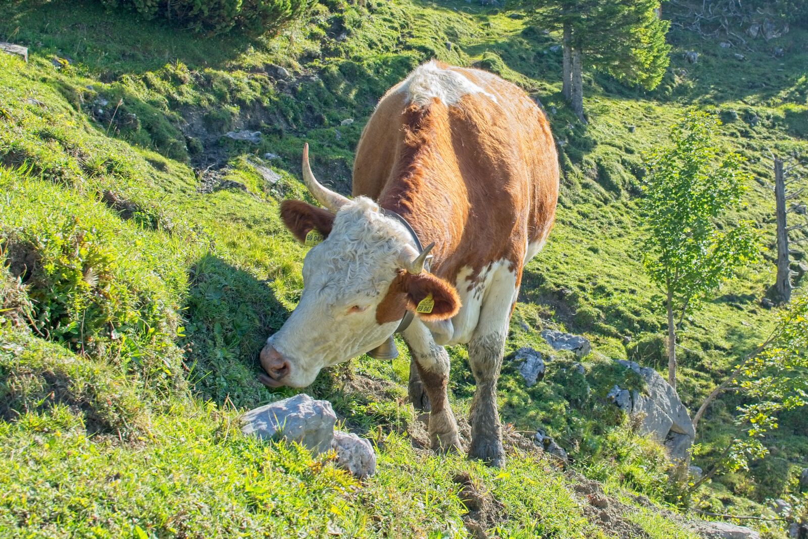 Nikon D7100 sample photo. Cow, mountain, almkuh photography